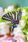 Zebra swallowtail butterfly, native to eastern US, resting on light pink snapdragon flowers Art Print